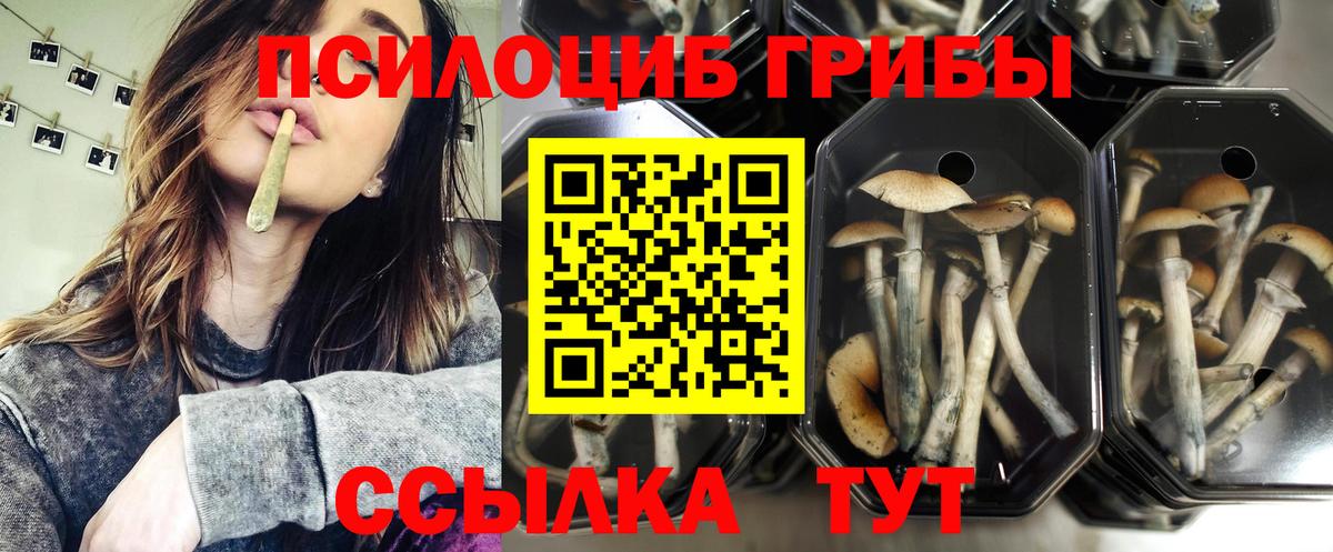 Калининград  Галлюциногенные грибы Cubensis  где купить наркоту  Вход с VPN 